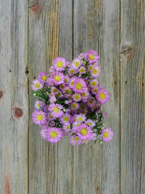 CARNIVAL  5 STEM BUNCH PINK  ASTER